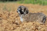 LHASSA APSO 105
